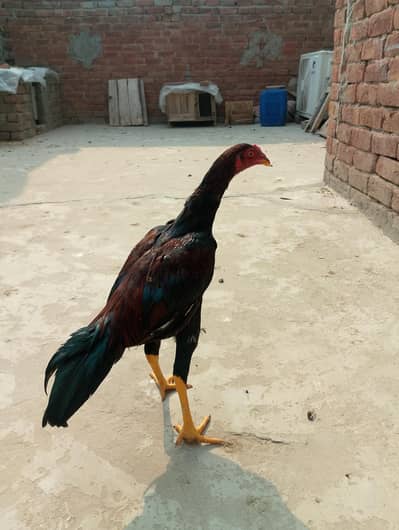 Aseel murga for sale mianwali