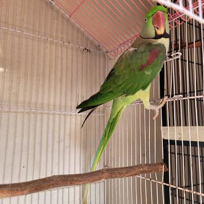Raw parrot