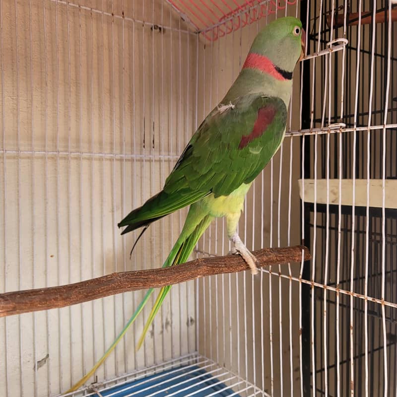Raw parrot 1