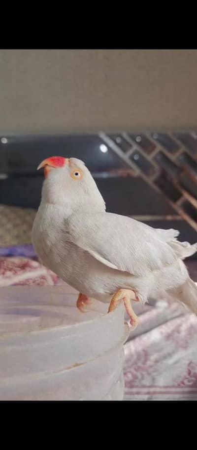 silver & cremino & Green male