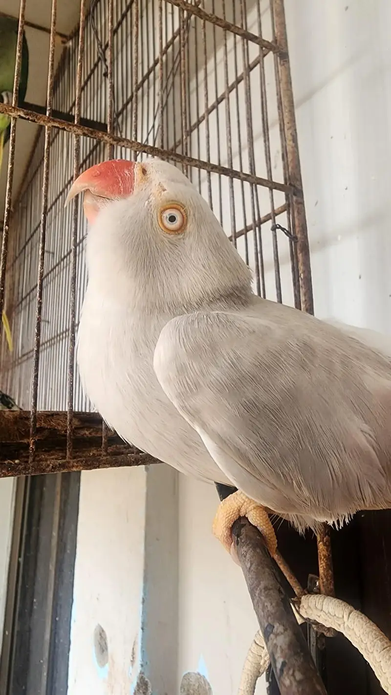silver & cremino & Green male — photo 4