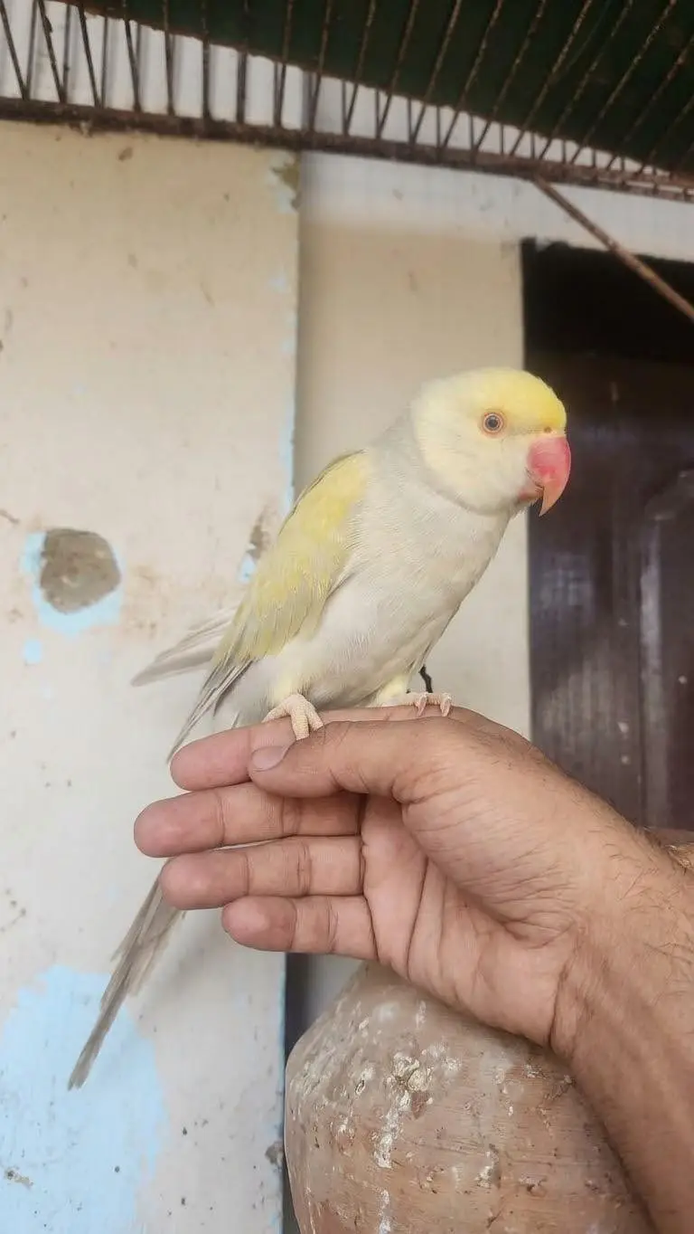 silver & cremino & Green male — photo 6