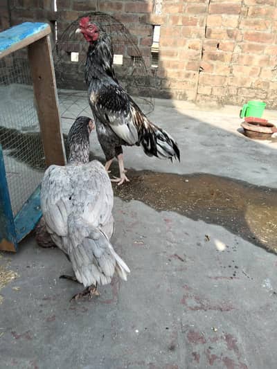 Assel Murga or pair available ha 03099019/811