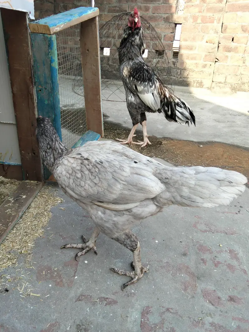 Assel Murga or pair available ha 03099019/811 — photo 3