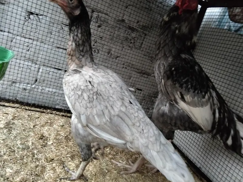 Assel Murga or pair available ha 03099019/811 — photo 4