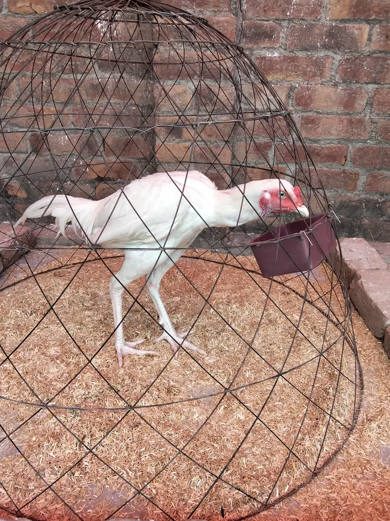 Assel Murga or pair available ha 03099019/811 — photo 6