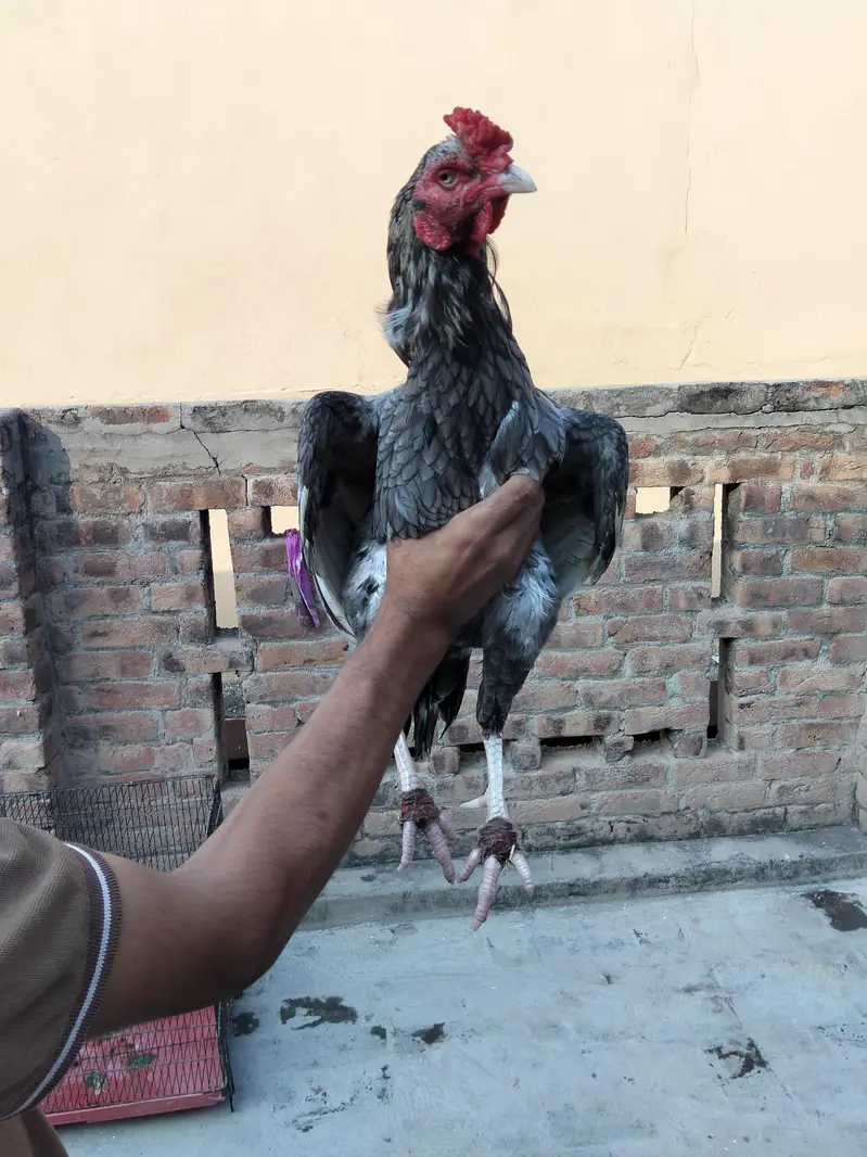 Assel Murga or pair available ha 03099019/811 — photo 8