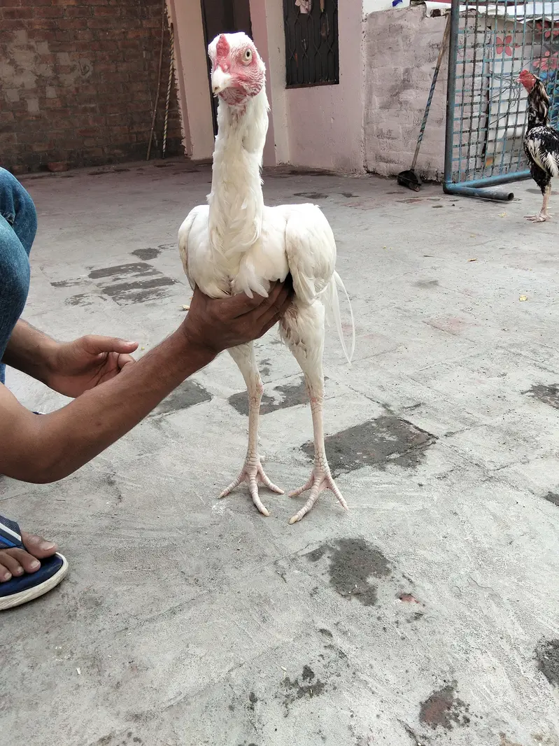 Assel Murga or pair available ha 03099019/811 — photo 10