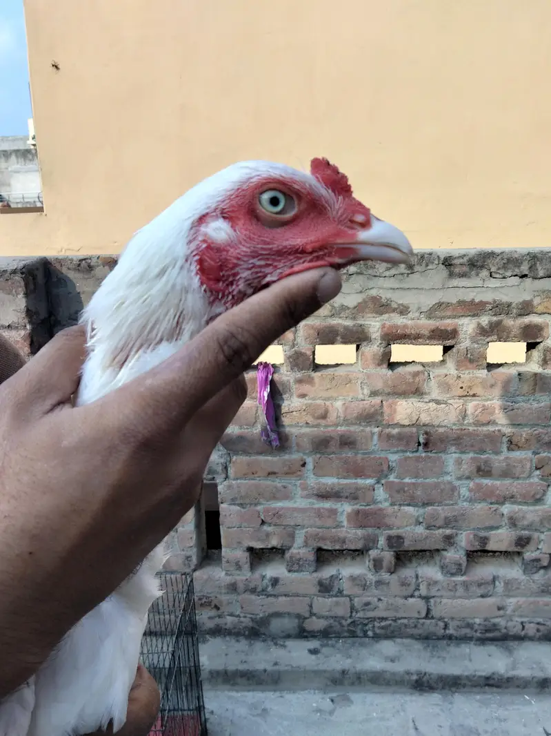 Assel Murga or pair available ha 03099019/811 — photo 11