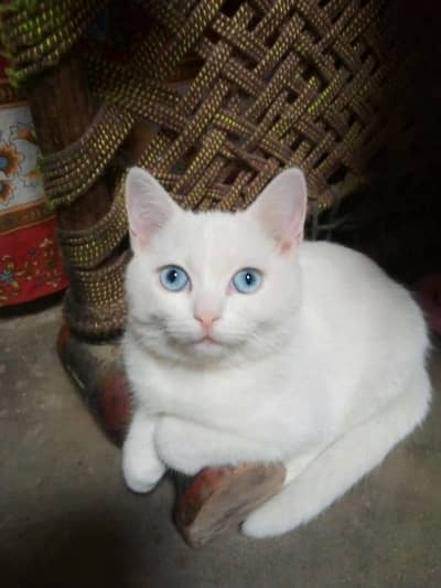 White Persian Double Coat Male Cat – Blue Eyes, Punch Face