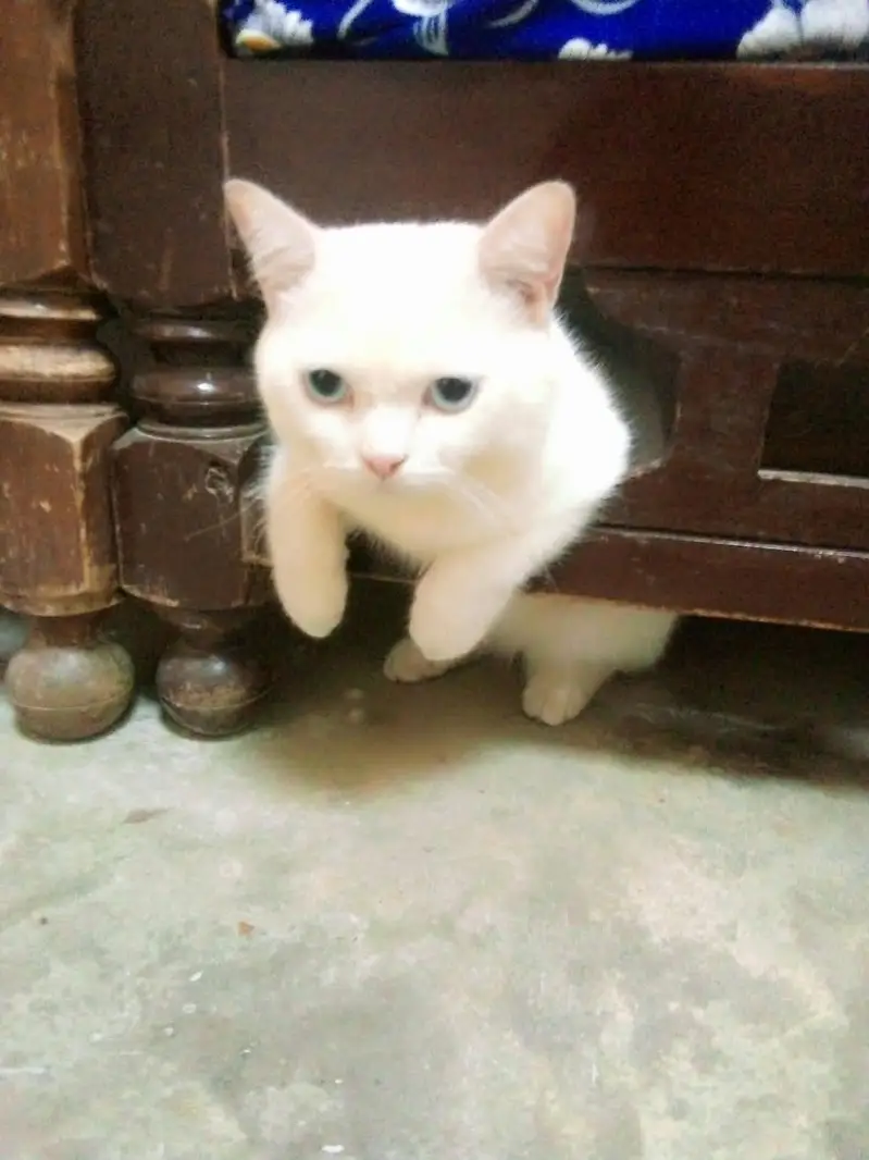 White Persian Double Coat Male Cat – Blue Eyes, Punch Face — photo 2