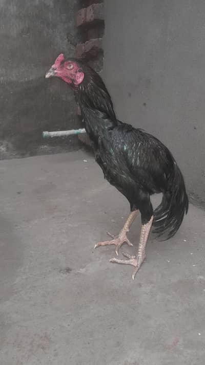 خوبصورت کالا اصیل مرغا برائے فروخت | Black Aseel Rooster