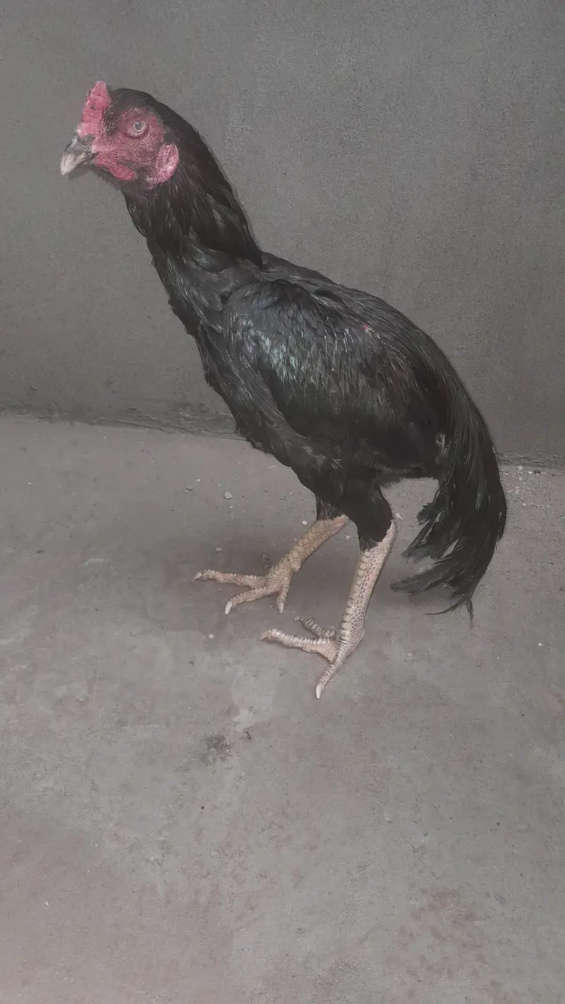خوبصورت کالا اصیل مرغا برائے فروخت | Black Aseel Rooster — photo 2