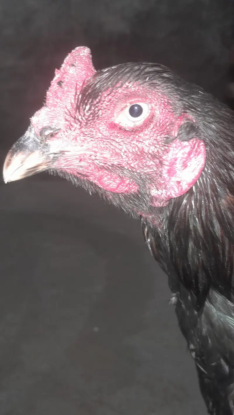 خوبصورت کالا اصیل مرغا برائے فروخت | Black Aseel Rooster — photo 3