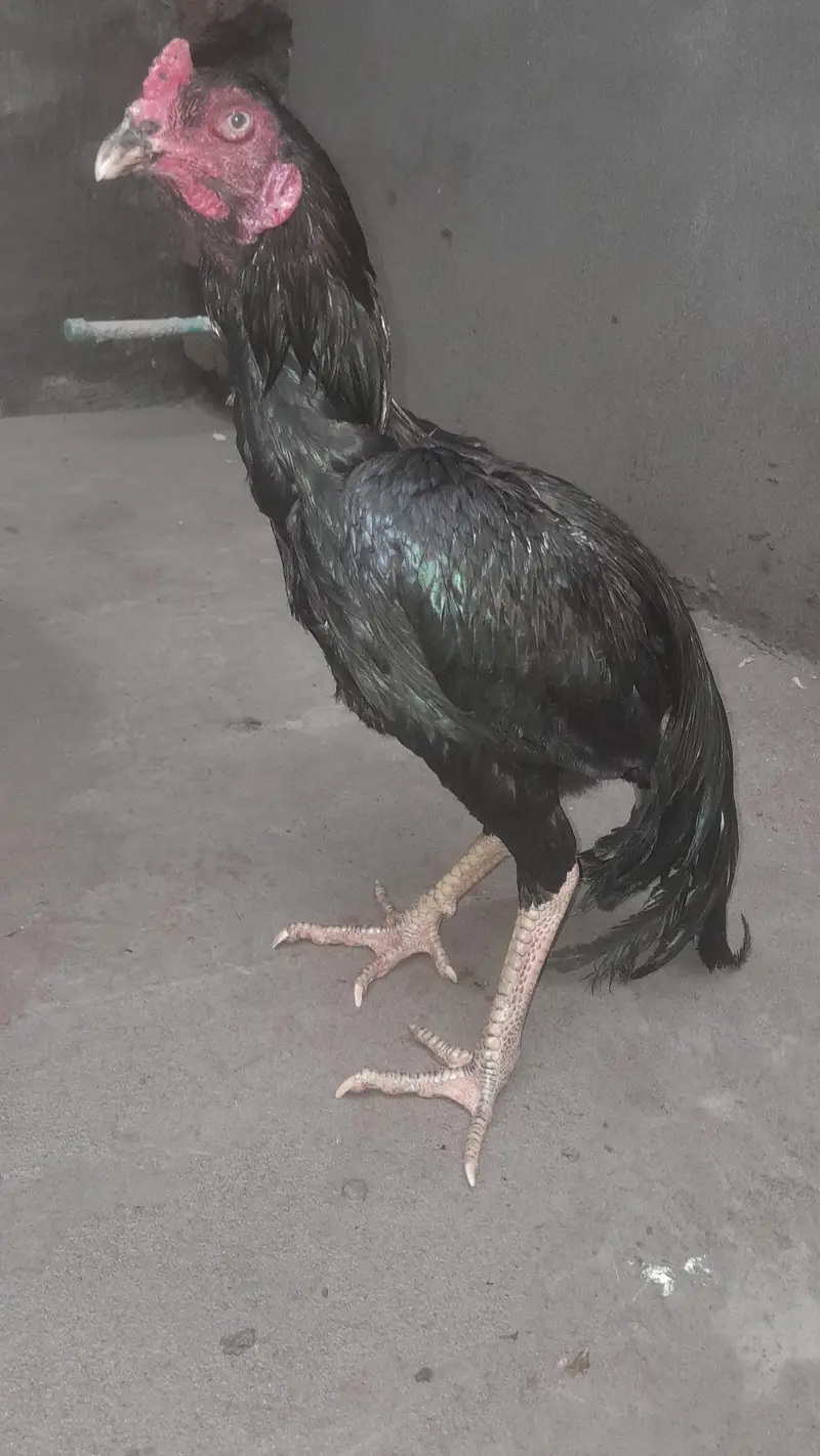 خوبصورت کالا اصیل مرغا برائے فروخت | Black Aseel Rooster — photo 4