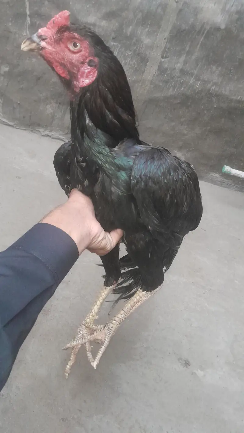خوبصورت کالا اصیل مرغا برائے فروخت | Black Aseel Rooster — photo 5
