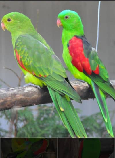 Red winged parrot pair