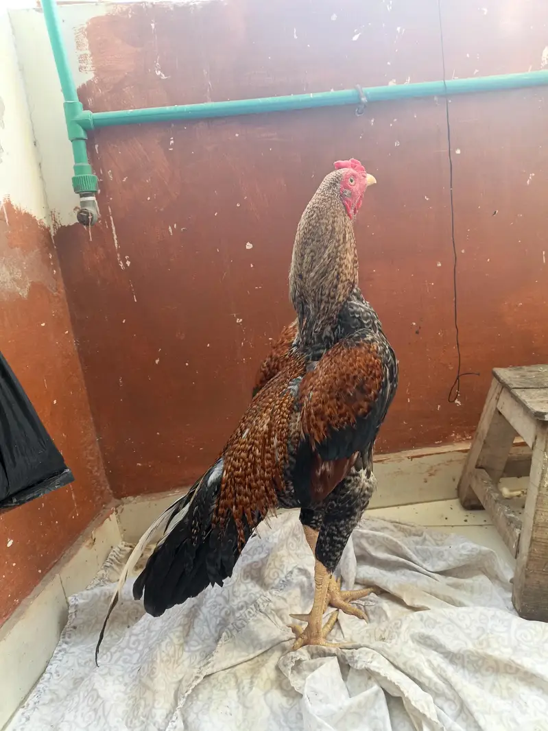 High quality mianwali aseel — photo 2