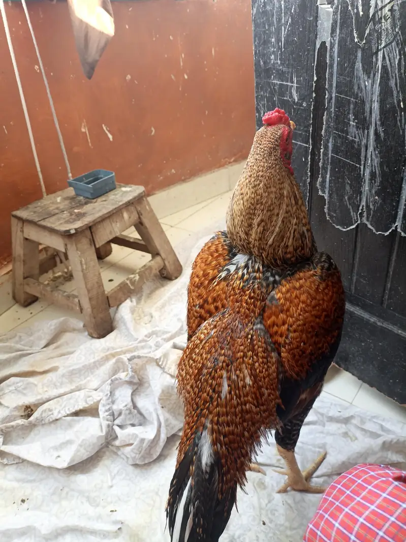 High quality mianwali aseel — photo 3