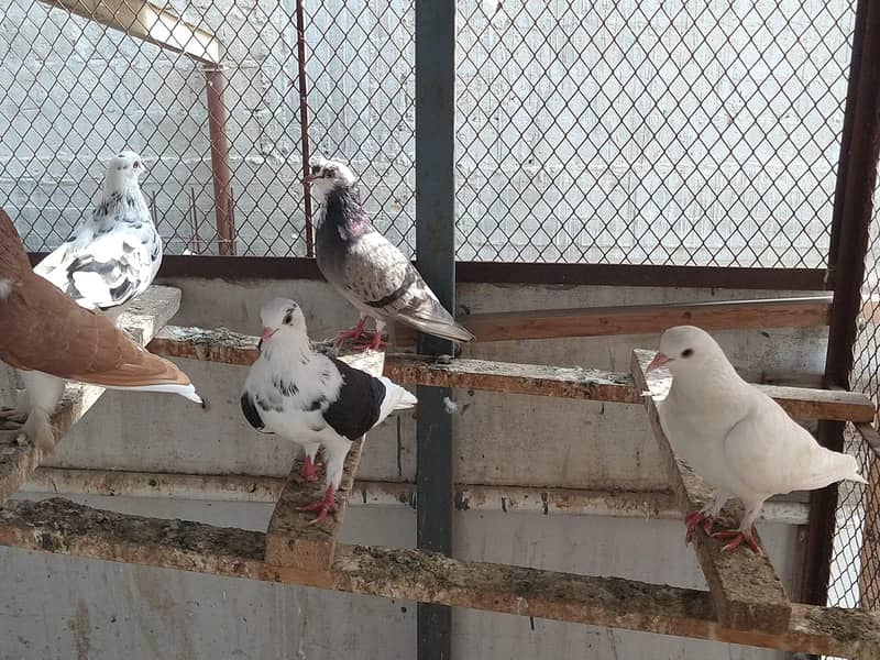 mix pigeons 0