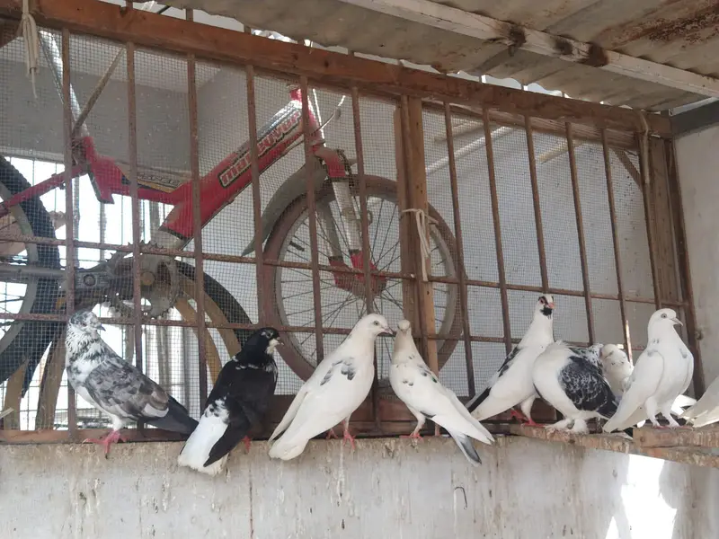 mix pigeons — photo 4