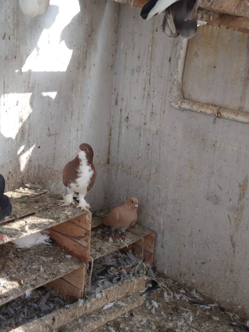 mix pigeons 4