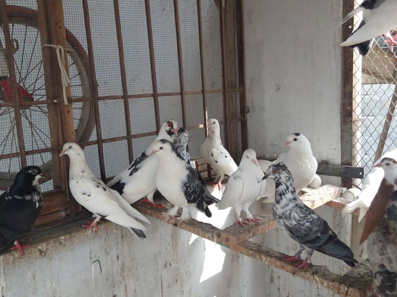 mix pigeons 5
