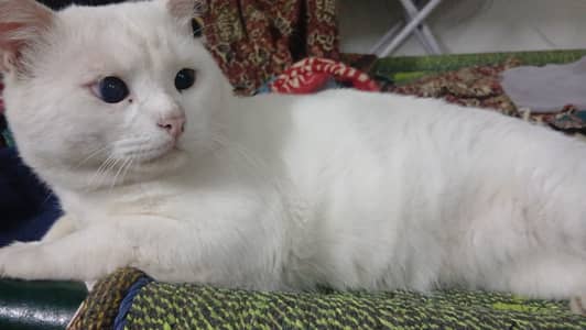 Single coated Persian male cat looking for a caring parents