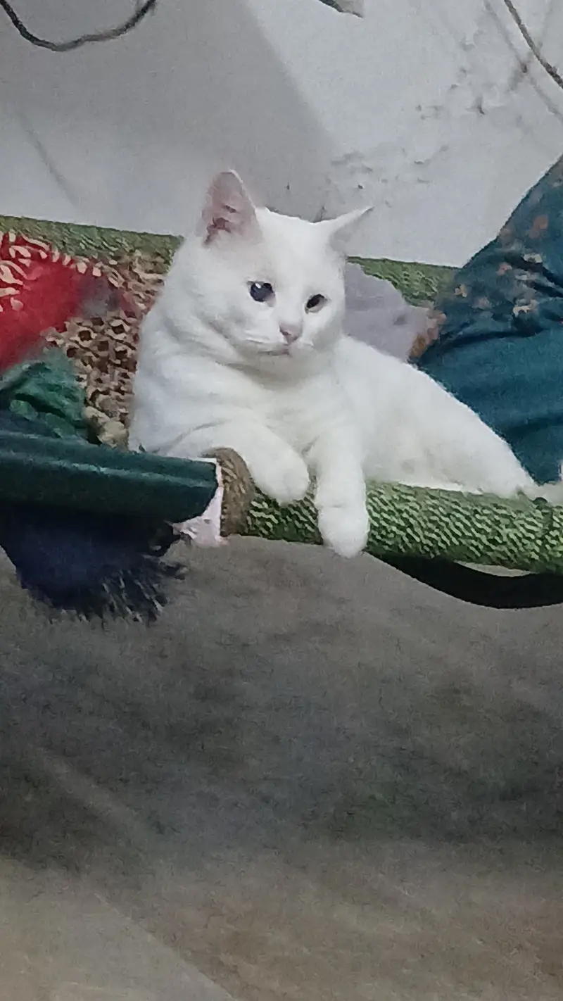 Single coated Persian male cat looking for a caring parents — photo 2