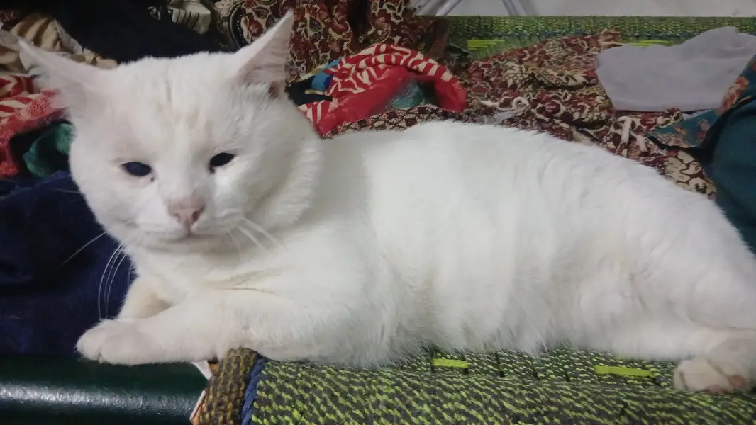 Single coated Persian male cat looking for a caring parents — photo 3