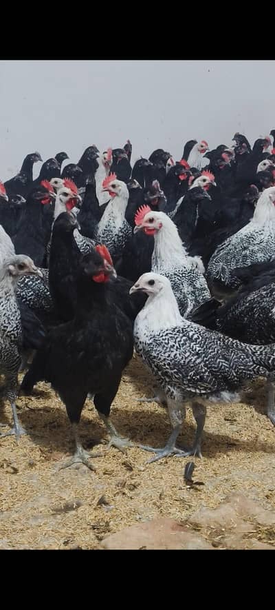 Black Australorp & Egyptian fayoumi