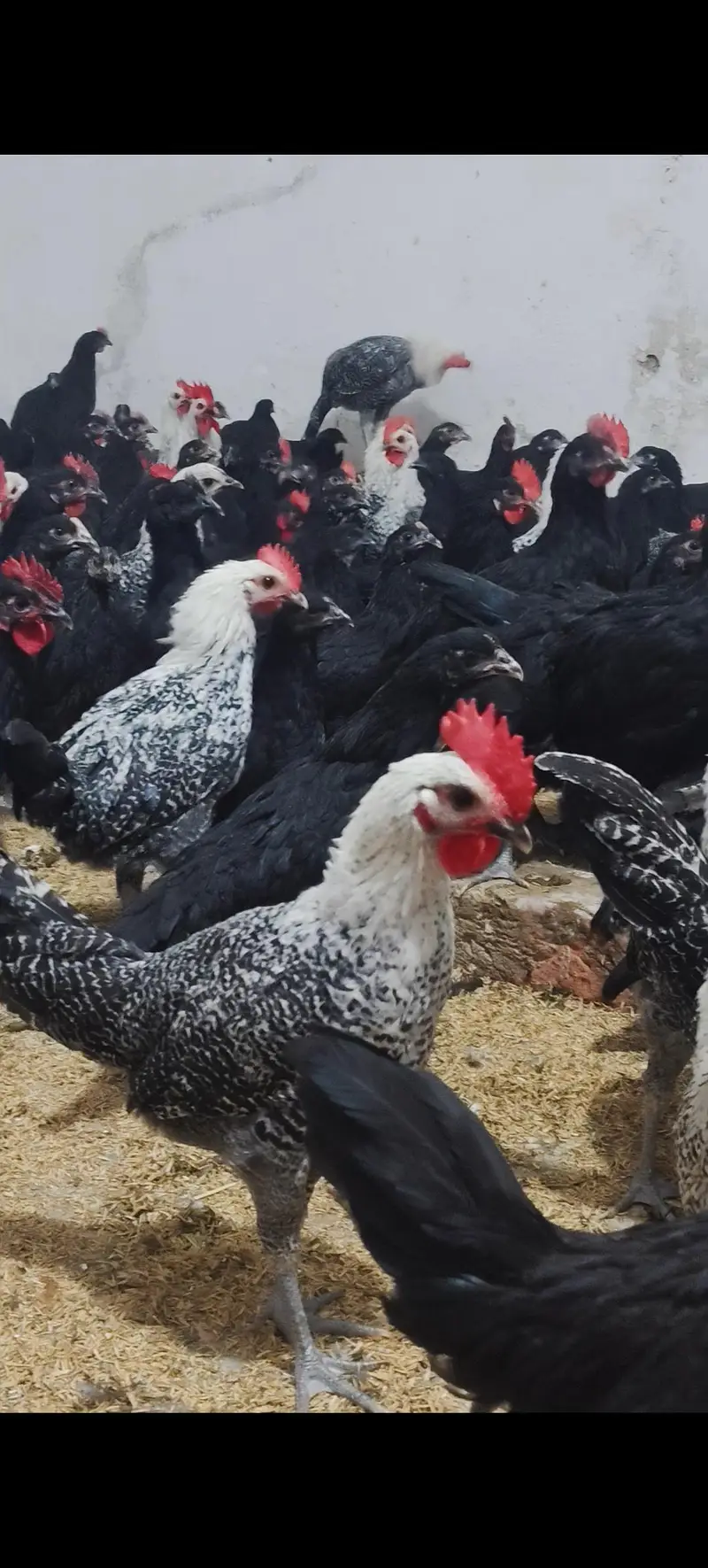Black Australorp & Egyptian fayoumi — photo 2