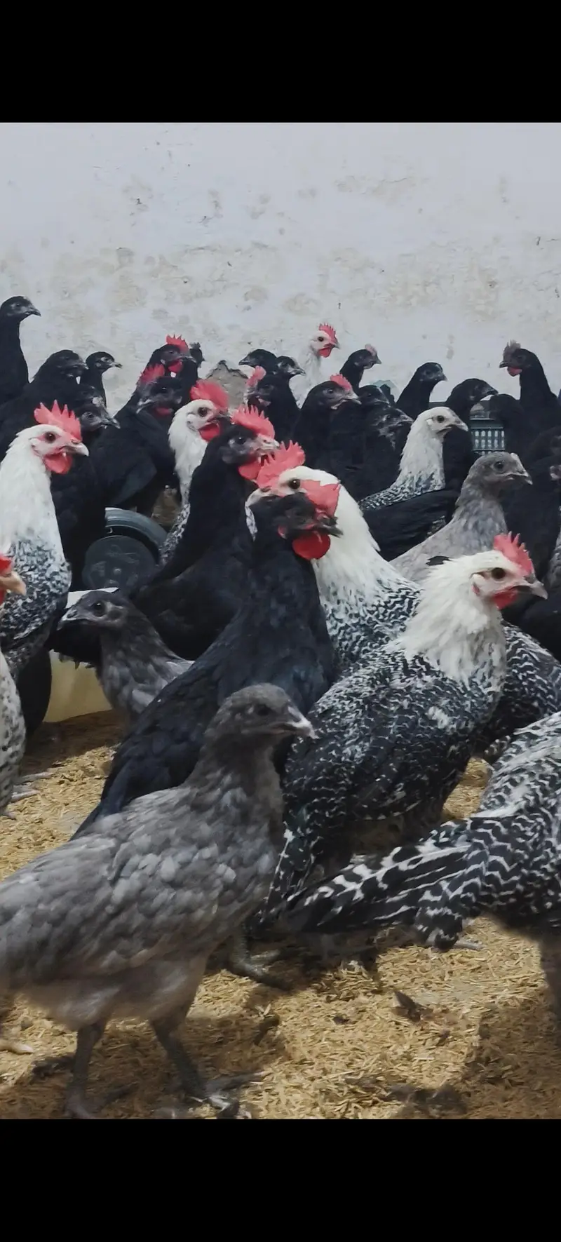 Black Australorp & Egyptian fayoumi — photo 3