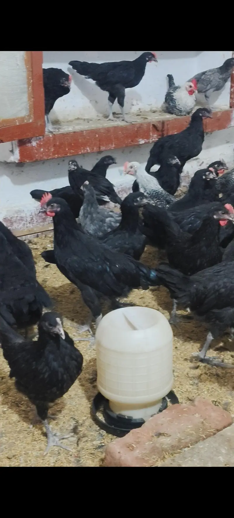 Black Australorp & Egyptian fayoumi — photo 4