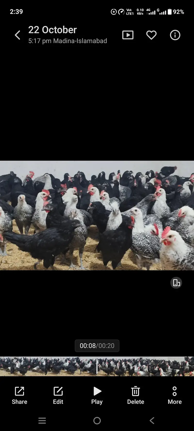 Black Australorp & Egyptian fayoumi — photo 5
