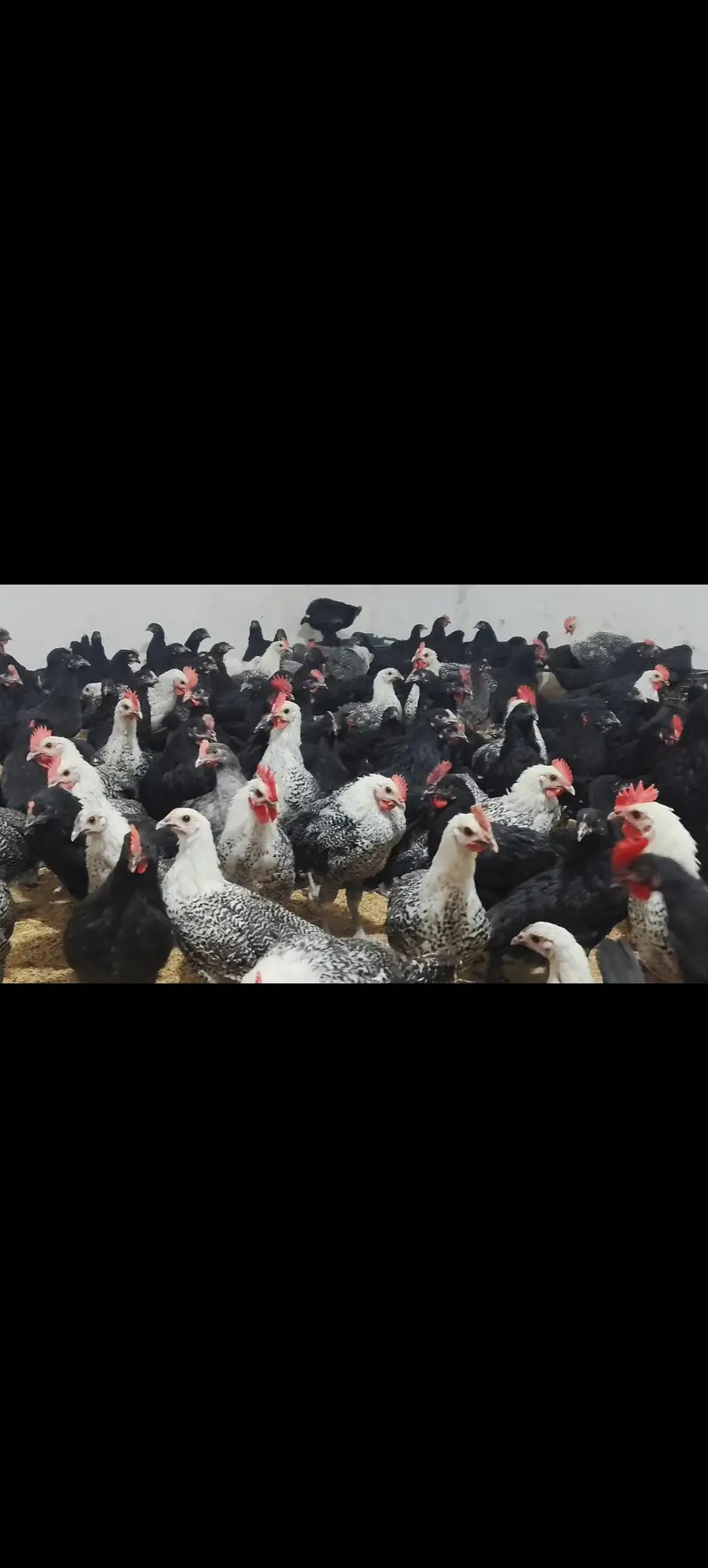 Black Australorp & Egyptian fayoumi — photo 6