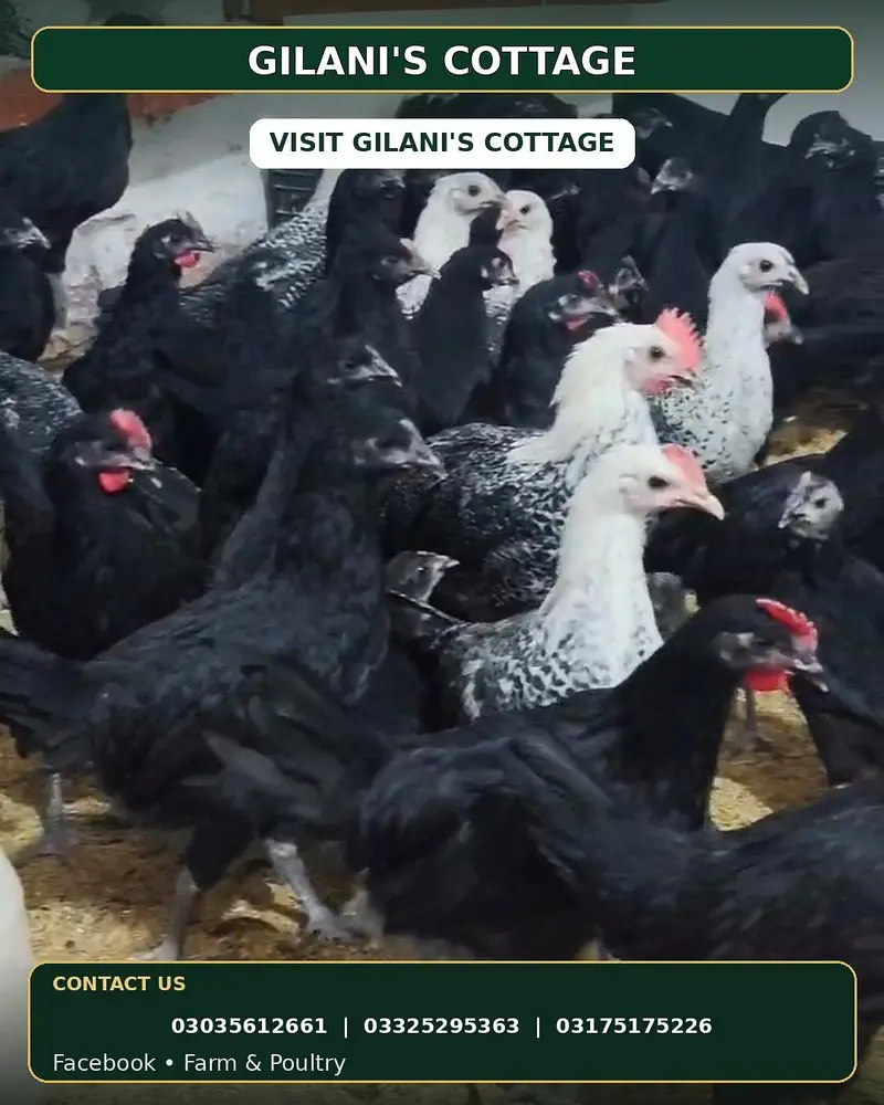 Black Australorp & Egyptian fayoumi — photo 7