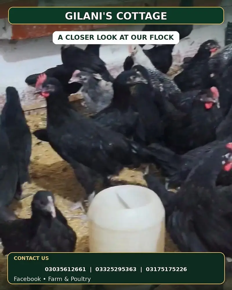 Black Australorp & Egyptian fayoumi — photo 8