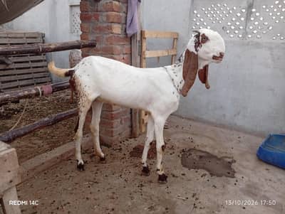 Makhi cheena path Bakri/Goat