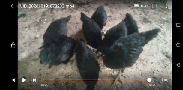 pure Australorp hens