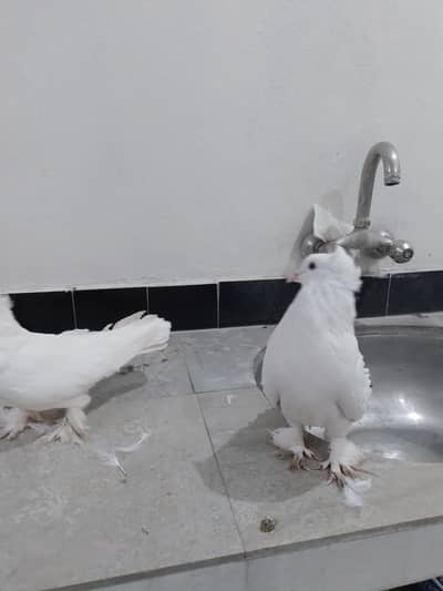 mashallah healthy  pair