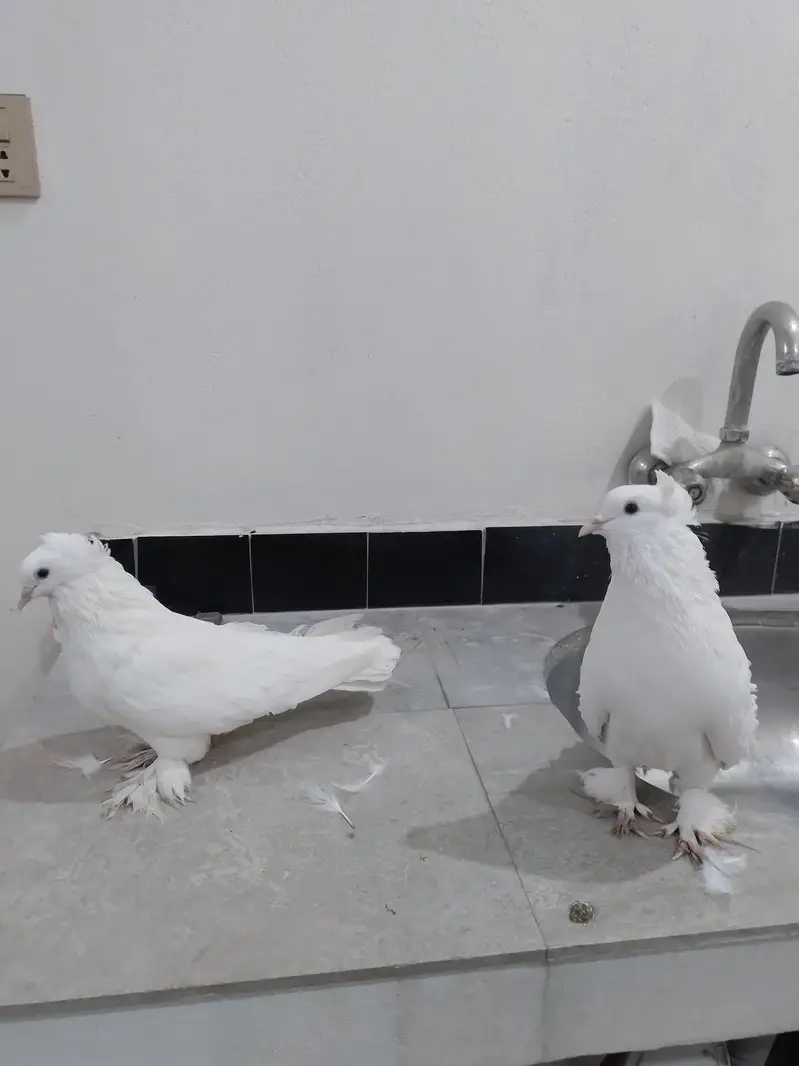 mashallah healthy  pair — photo 2