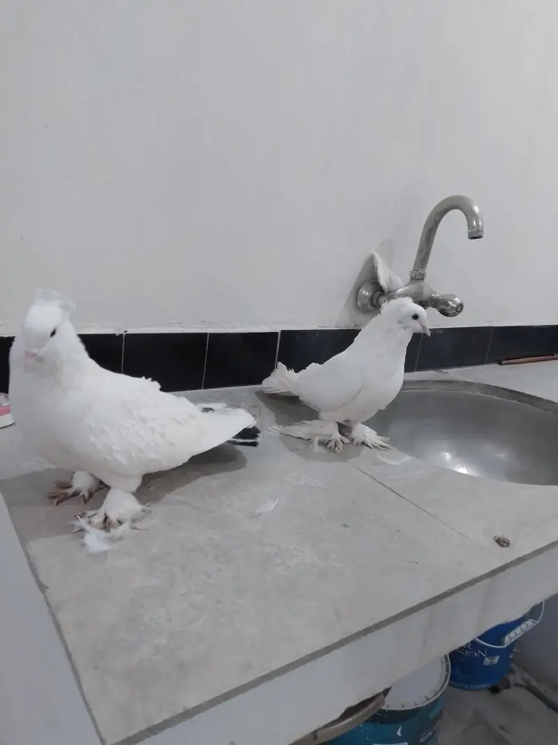mashallah healthy  pair — photo 4