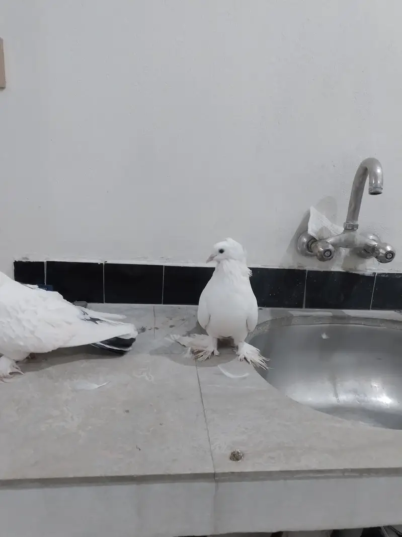 mashallah healthy  pair — photo 5