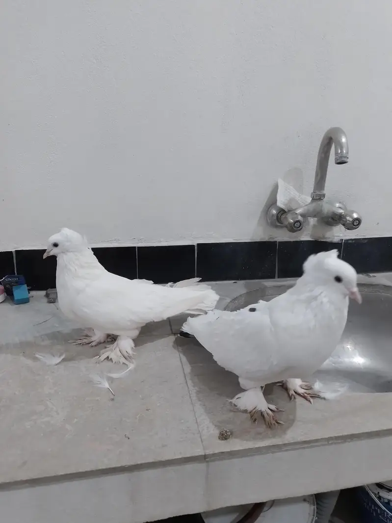 mashallah healthy  pair — photo 6