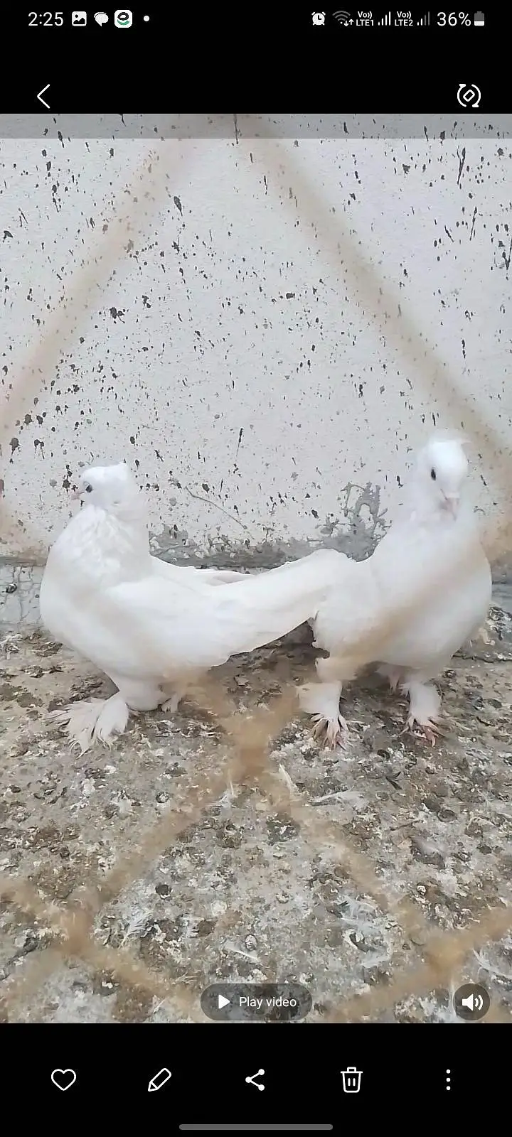 mashallah healthy  pair — photo 8