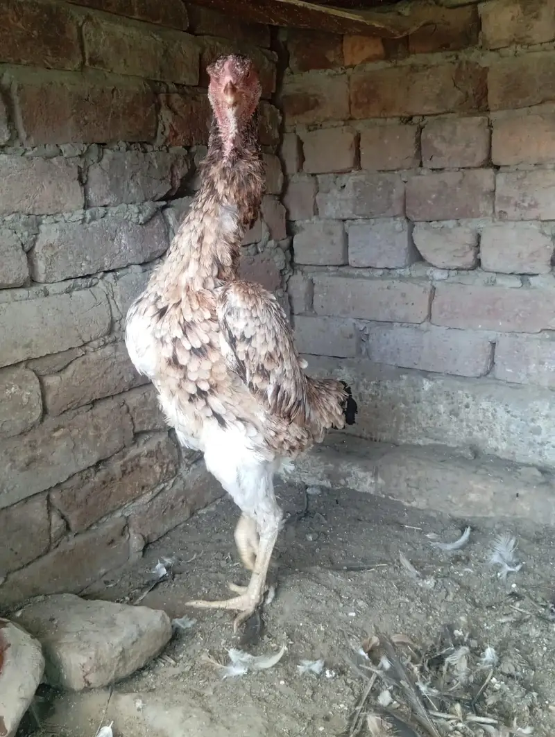 shamo females for sale — photo 3