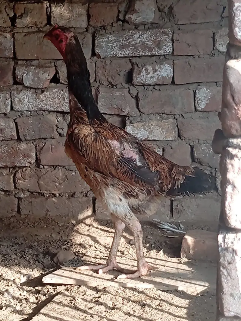 shamo females for sale — photo 5