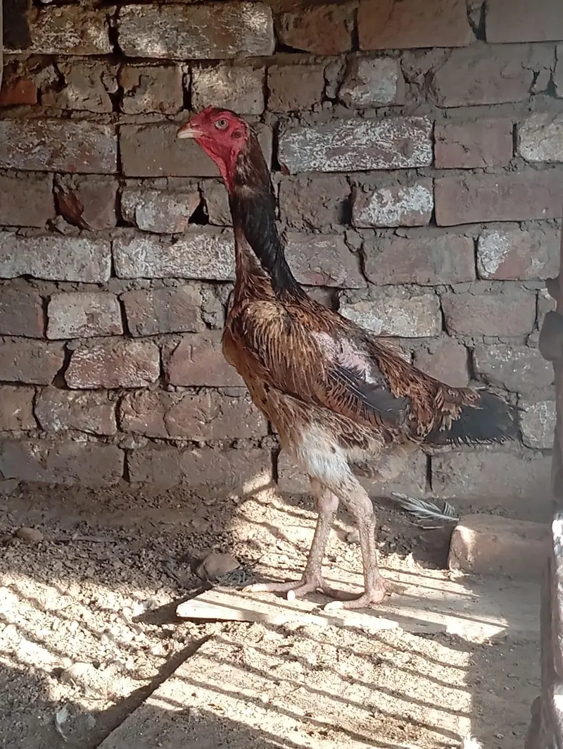 shamo females for sale — photo 7