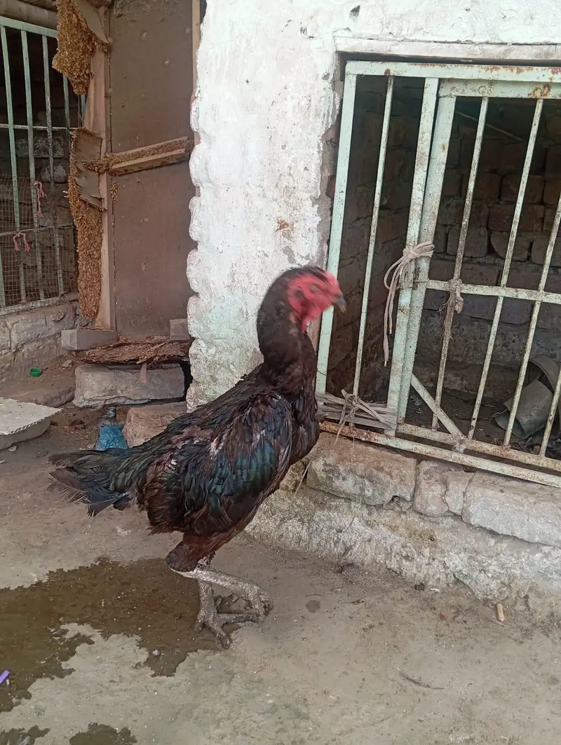 shamo females for sale — photo 8